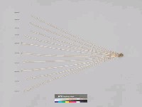 藏品(貝珠串)的圖片